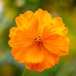 Sunny Series Cosmos Flower Seeds – Orange – 500 Seed Packet – Annual