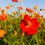 Sunny Series Cosmos Flower Seeds – Red – 500 Seed Packet – Annual