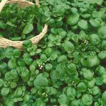 Watercress Garden Seeds – 1 Oz – Non-GMO, Heirloom, Vegetable