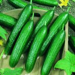 Beit Alpha CMR/MMR Cucumber Garden Seeds – 1 Lb – Non-GMO Vegetable