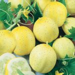 Lemon Cucumber Garden Seeds – 1 Oz – Non-GMO, Heirloom Gardening