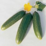 Muncher Cucumber Garden Seeds – 1 Lb – Non-GMO, Heirloom, Burpless