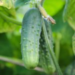 Boston Pickling Cucumber Garden Seeds – 5 Lb – Non-GMO, Heirloom