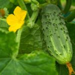 Bush Pickle Cucumber Garden Seeds – 1000 Seeds – Non-GMO, Heirloom
