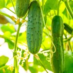 Salad Bush Hybrid Cucumber Garden Seeds – 100 Seeds – Non-GMO