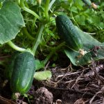 Spacemaster 80 Cucumber Garden Seeds – 1 Lb – Non-GMO, Heirloom