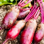 Cylindra Beet Seeds – 1 Lb – Heirloom Garden, Microgreens, Root Crop
