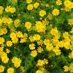 Golden Fleece Dahlberg Daisy Flower Seeds – 1000 Seeds – Annual Flower