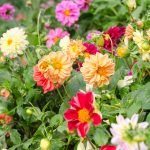 Figaro Series Dahlia Flower Seed Mix – 500 Seeds- Annual Flower Garden