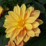 Figaro Series Dahlia Flower Seed – Orange Shades – 500 Seeds – Annual
