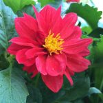 Figaro Series Dahlia Flower Seed -Red -500 Seeds -Annual Flower Garden