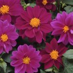 Figaro Series Dahlia Flower Seed – Violet – 500 Seeds – Annual Garden