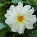 Figaro Series Dahlia Flower Seed – White – 500 Seeds – Annual Flower