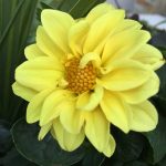 Figaro Series Dahlia Flower Seed – Yellow Shades – 500 Seeds – Annual