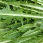 Italian Dandelion Herb Garden Seeds (Chicory)- 4 Oz- Non-GMO, Heirloom