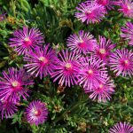 Delosperma Ice Plant Flower Seeds – 1000 Seeds – Perennial Flower