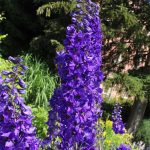 Delphinium Magic Fountain Series Flower Seeds – Dark Blue Dark Bee