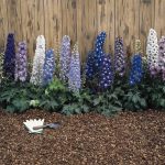 Delphinium Magic Fountain Series Flower Seeds – Multi-Color Mix – 1000