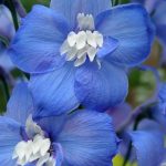 Delphinium Magic Fountain Series Flower Seeds – Dark Blue – 1000 Seeds