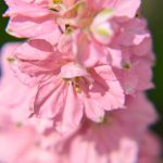 Delphinium Magic Fountain Series Flower Seeds – Cherry Blossom – 1000