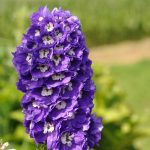 Delphinium Magic Fountain Series Flower Seeds – lavender – 1000 Seed