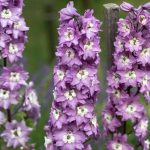 Delphinium Magic Fountain Series Flower Seeds – Lilac Pink – 1000 Seed