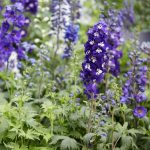 Delphinium Magic Fountain Series Flower Seeds – Sky Blue Improved