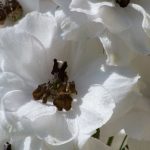 Delphinium Magic Fountain Series Flower Seeds – White White Bee