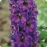 Delphinium Pacific Giant Series Flower Seeds- Black Knight – 1000 Seed