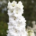 Delphinium Pacific Giant Series Flower Seeds – Galahad – 1000 Seed