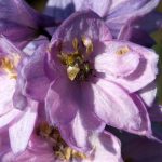 Delphinium Pacific Giant Series Flower Seeds – Guinevere – 1000 Seed