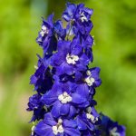 Delphinium Pacific Giant Series Flower Seeds – King Arthur- 1000 Seed