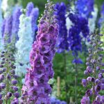Delphinium Pacific Giant Series Flower Seeds – Round Table Mix – 1000