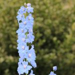 Delphinium Pacific Giant Series Flower Seeds- Summer Skies – 1000 Seed