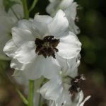 Delphinium Magic Fountain Series Flower Seeds – White Dark Bee