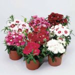 Dianthus Diana Series Flower Seeds – Mix – 100 Seeds – Annual Flower