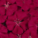 Dianthus Floral Lace Series Flower Seeds – Cherry – 500 Seeds – Annual