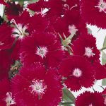 Dianthus Floral Lace Series Flower Seeds- Crimson – 500 Seeds- Annual