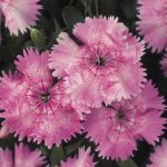 Dianthus Floral Lace Series Flower Seeds-Light Pink-100 Seeds-Annual