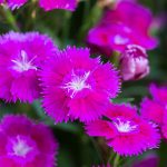 Dianthus Floral Lace Series Flower Seeds – Lilac – 100 Seeds – Annual