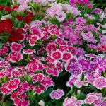 Dianthus Floral Lace Series Flower Seeds- Multi Color Mix – 100 Seeds