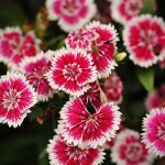 Dianthus Floral Lace Series Flower Seeds- Picotee – 100 Seeds- Annual