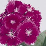 Dianthus Floral Lace Series Flower Seeds – Purple – 500 Seeds – Annual