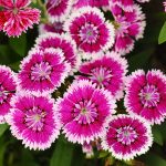 Dianthus Floral Lace Series Flower Seeds – Violet Picotee – 500 Seeds