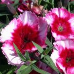 Dianthus Super Parfait Series Flower Seeds – Raspberry – 500 Seeds