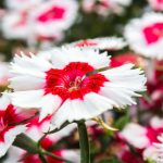 Dianthus Super Parfait Series Flower Seeds – Red Peppermint – 100 Seed