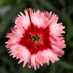 Dianthus Super Parfait Series Flower Seeds – Strawberry – 100 Seeds