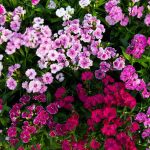 Telstar F1 Series Flower Seeds – Multi-Color Mix – 100 Seeds – Annual