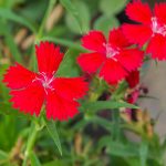 Dianthus Zing Rose Flower Seeds – Deep Red – 1000 Seeds – Perennial