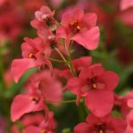 Diamonte Series Diascia Flower Seeds – Coral Rose – 100 Seeds – Annual